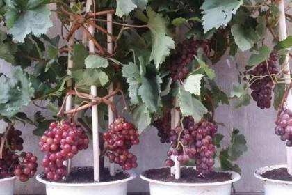 葡萄盆景投资少见效快