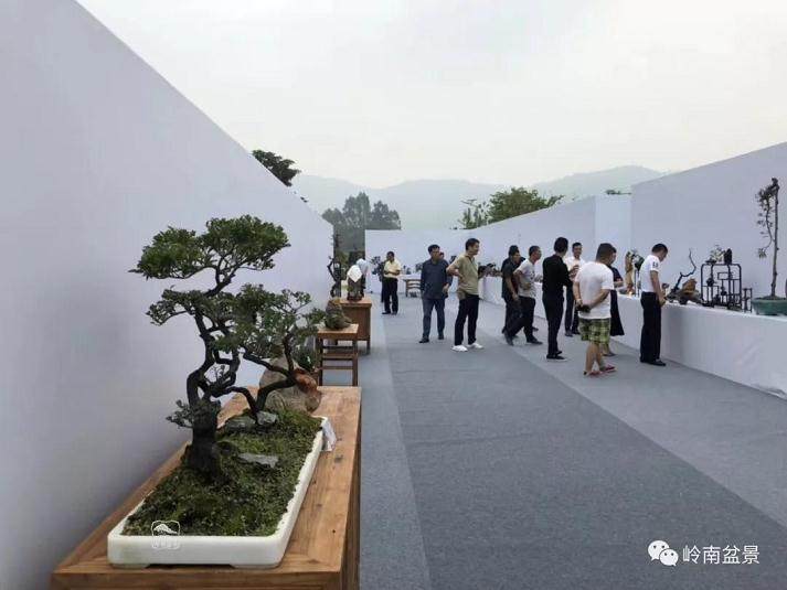 东莞崖柏盆景艺术交流会