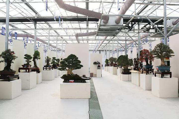 2019北京国际盆景竞赛-江苏选拔赛结果公示