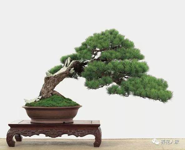 黑松盆景的成活与否 关键在于采掘与养护管理