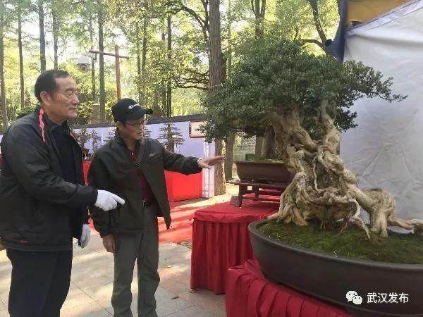 去武汉解放公园看珍稀盆景