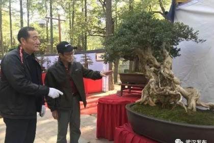 去武汉解放公园看珍稀盆景