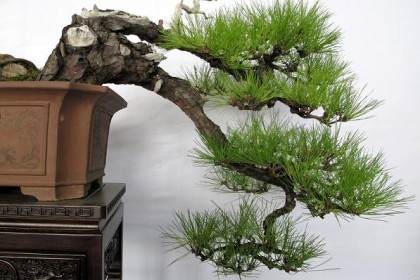 近日 盆景艺术部分文章导致盆友不满