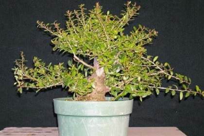 图解 3年来修剪设计野冬青盆景的过程