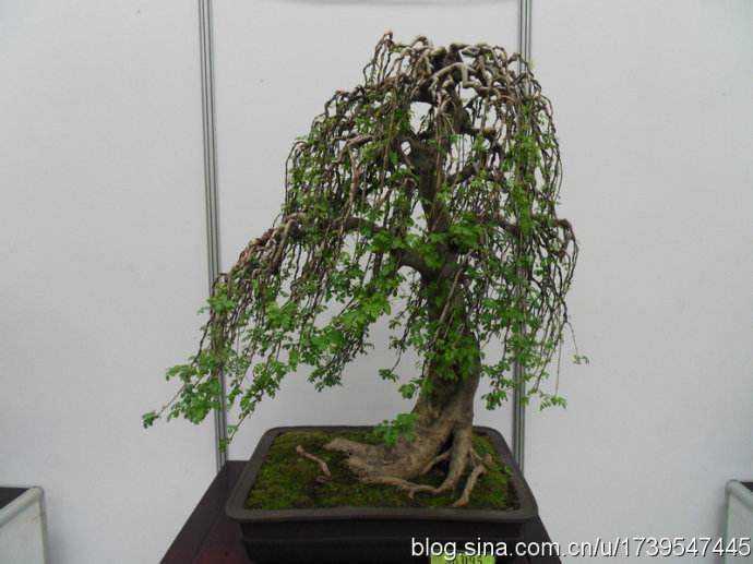 图解 如何修剪黑松盆景的针叶