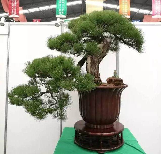 图解 如何修剪黑松盆景的针叶