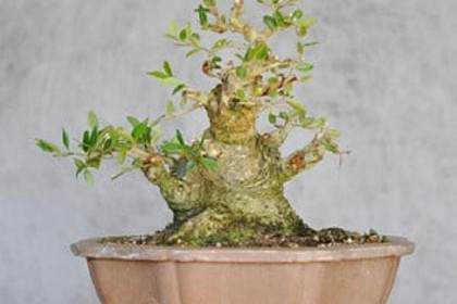 修剪野冬青盆景 - 之前和之后