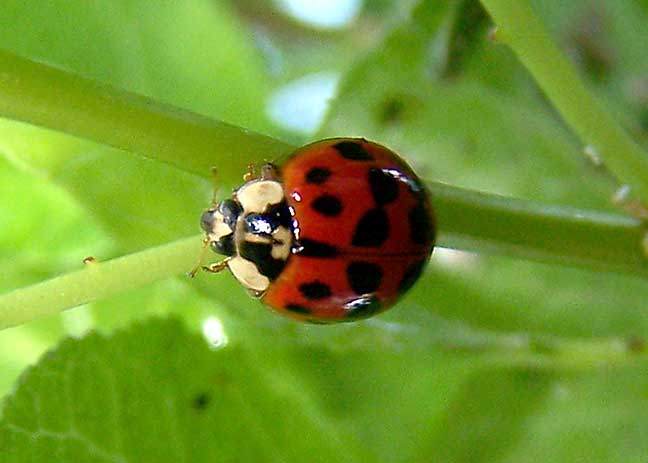 盆景害虫控制的绿色理念