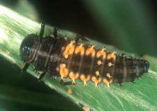 盆景害虫控制的绿色理念 图片