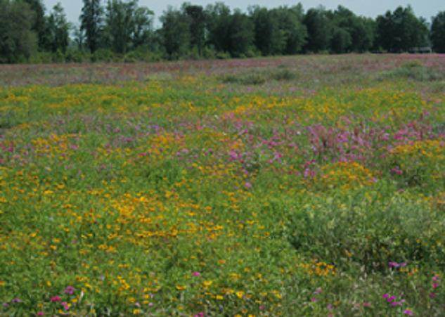盆景害虫控制的绿色理念 图片