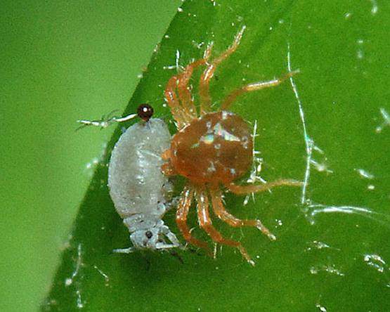 盆景害虫控制的绿色理念 图片
