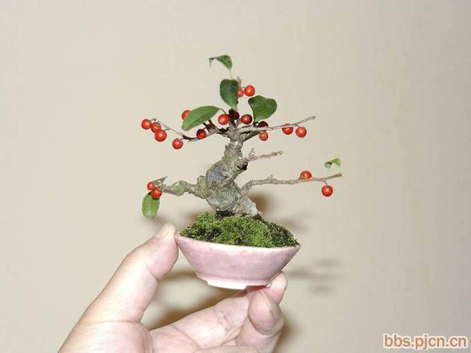 春季盆景浇水小贴士