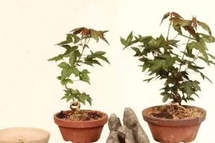 图解 半附石老桩盆景如何制作的方法