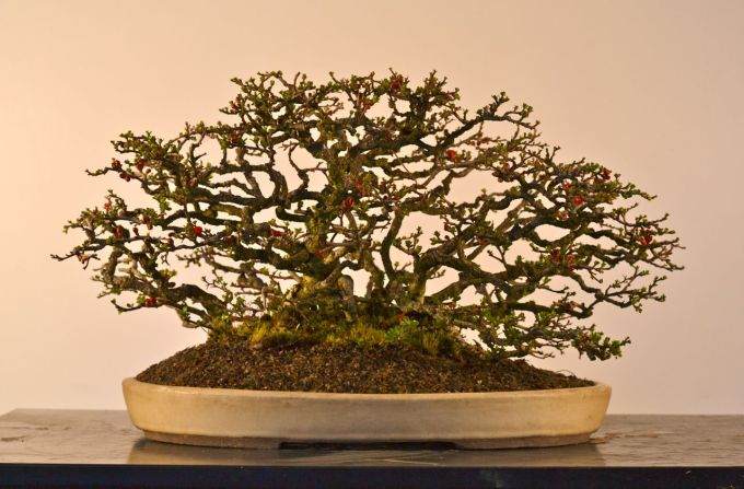 分享下我自制的长寿梅盆景照片