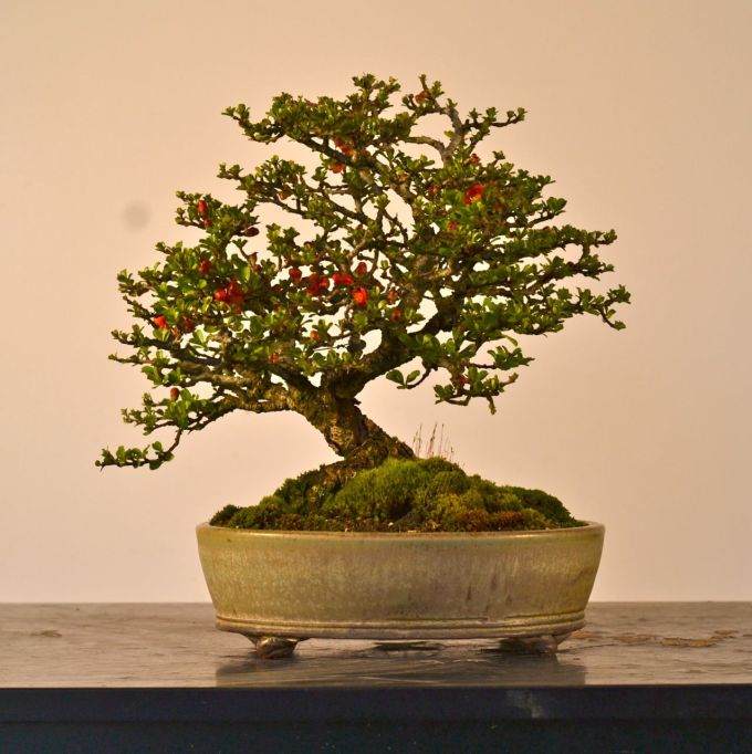 分享下我自制的长寿梅盆景照片