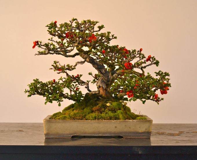 分享下我自制的长寿梅盆景照片