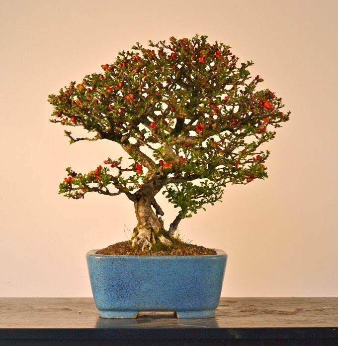 分享下我自制的长寿梅盆景照片