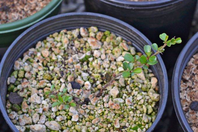 分享下我自制的长寿梅盆景照片