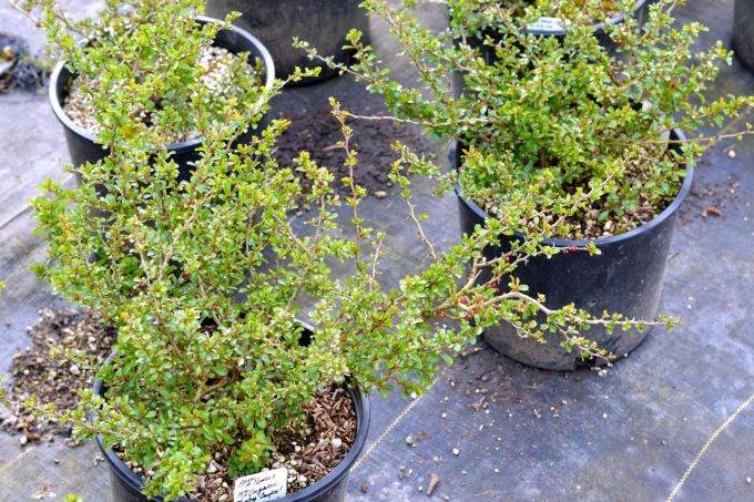 分享下我自制的长寿梅盆景照片