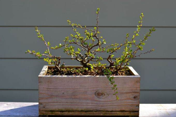 分享下我自制的长寿梅盆景照片