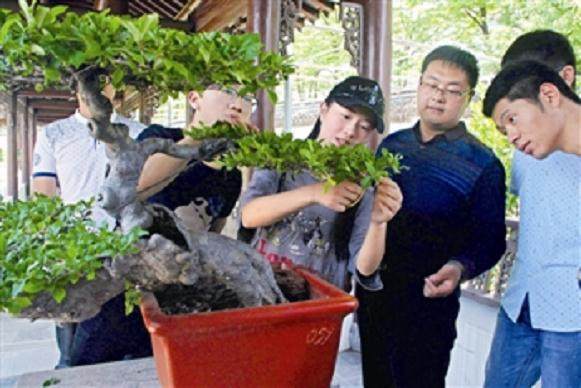 泰州盆景走进高校栽培传人