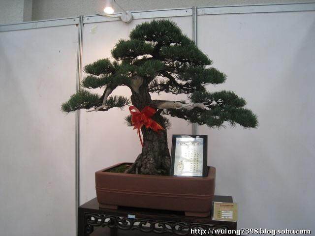 摆放盆景及插花的室内装修技巧