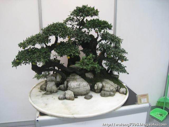 盆景摆放要与环境相协调