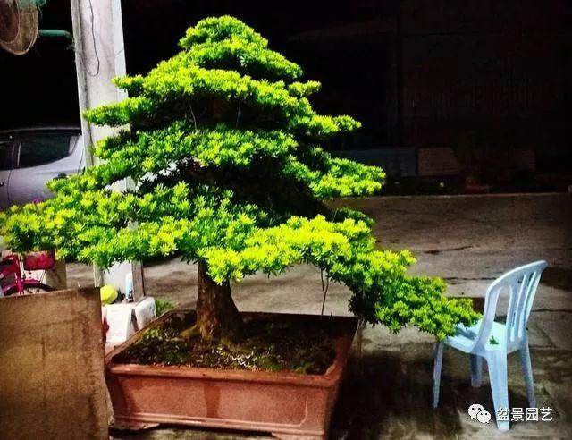 罗汉松盆景的日常养护技巧