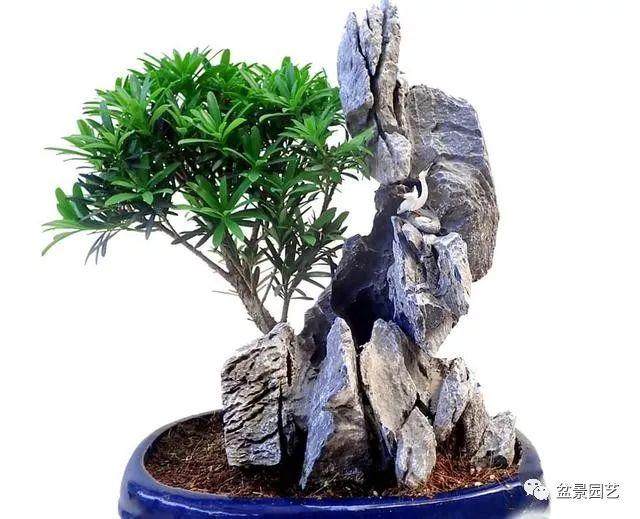 罗汉松盆景的日常养护技巧