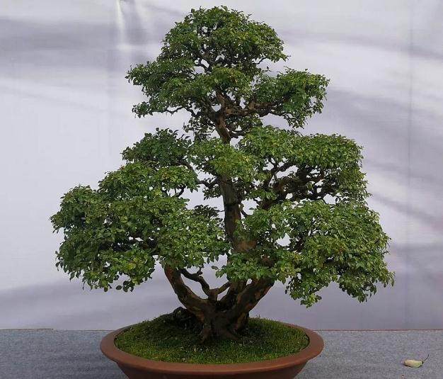 四川省首届川派盆景?插花技能大赛在我院圆满落幕