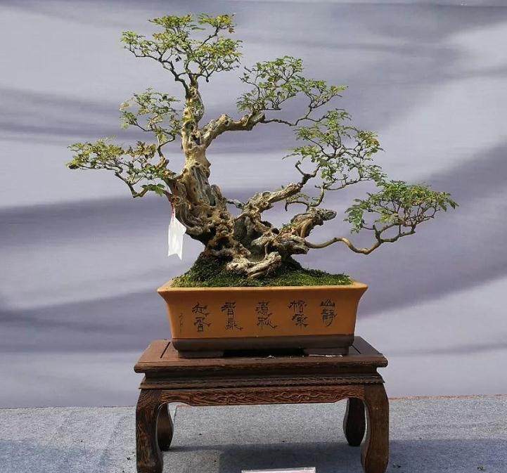 四川川派盆景插花技能大赛