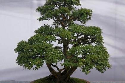 四川川派盆景插花技能大赛