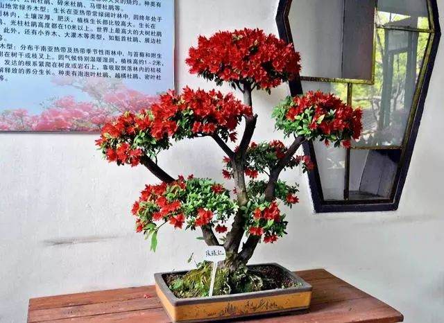 杜鹃盆景怎么过冬 只需做好这4点