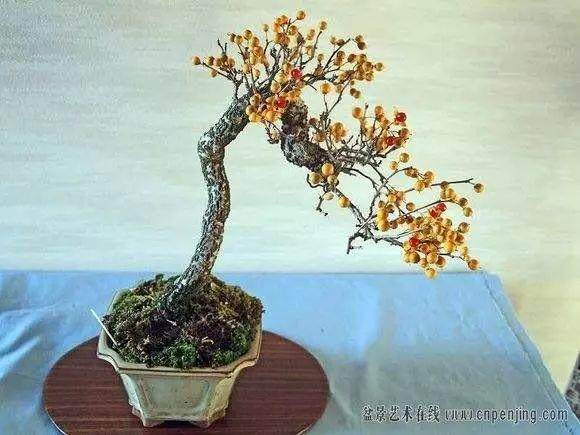 非常美的好盆景素材 -- 南蛇藤