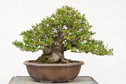 图解 如何修剪野冬青盆景的根球