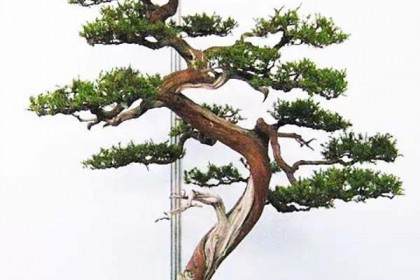 罗汉松盆景市场价格行情一路上涨