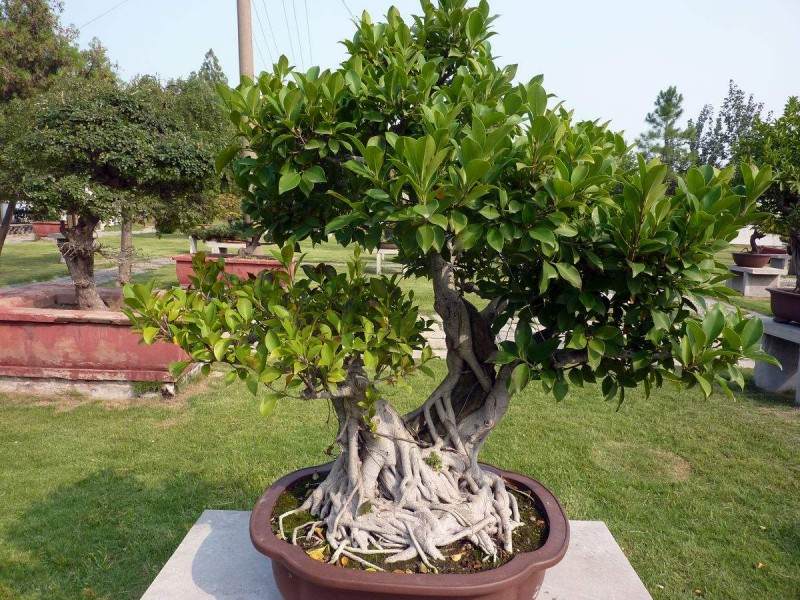 在欧美 我国盆景特别受欢迎 市场的潜力很大