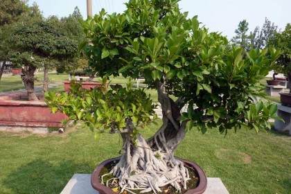 在欧美 我国盆景特别受欢迎 市场的潜力很大