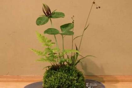 下岗职工种植盆景果树 远销京沪解决50多人就业