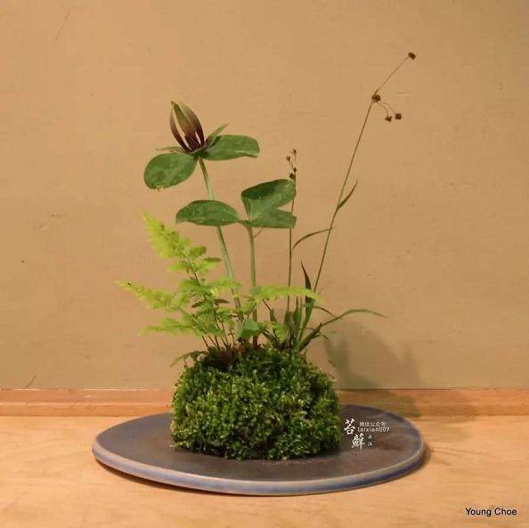 下岗职工种植盆景果树 远销京沪解决50多人就业