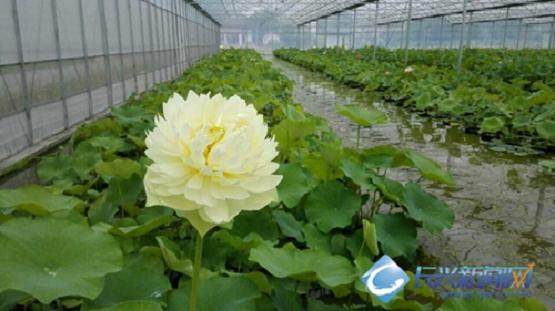 令箭荷花易发生那些生理病害