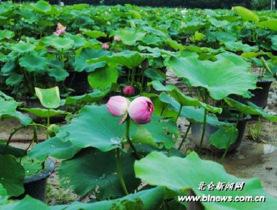 荷花盆景在生长过程中较为严重的病虫害主要有下列几种