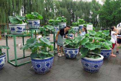 莲花荷花的盆景和插花