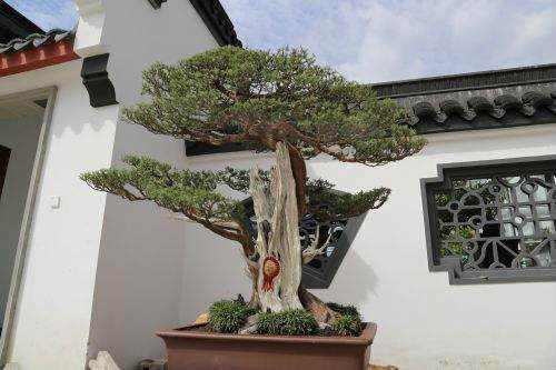 &ldquo;东方杯&rdquo;如派盆景蟠扎大赛(图)