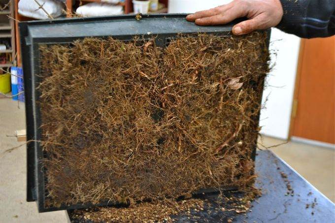 图解老外对三叉戟枫树盆景的根部修剪