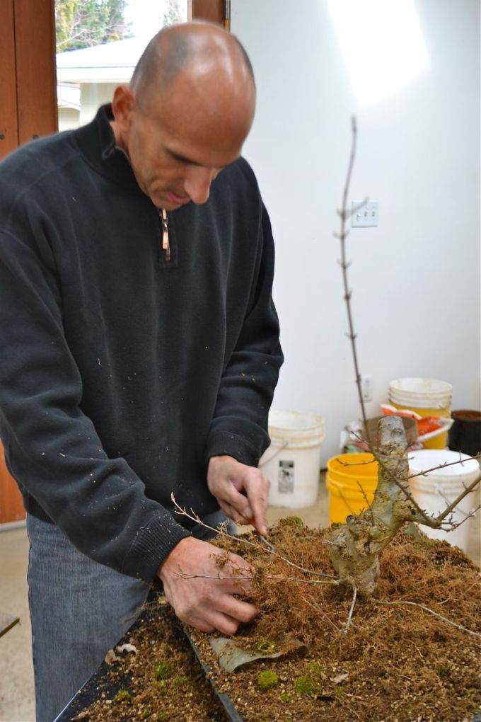 图解老外对三叉戟枫树盆景的根部修剪