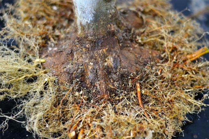 图解老外对三叉戟枫树盆景的根部修剪