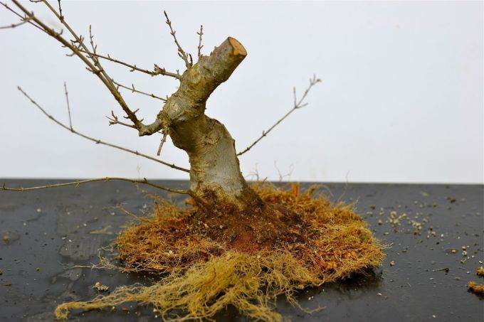 图解老外对三叉戟枫树盆景的根部修剪