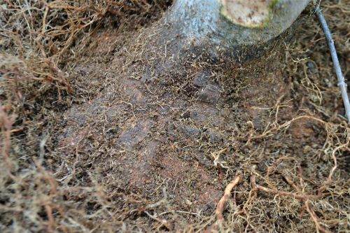 图解老外对三叉戟枫树盆景的根部修剪