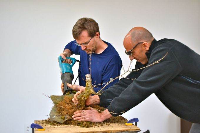 图解老外对三叉戟枫树盆景的根部修剪